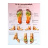 Fußreflexzonentherapie-Blatt